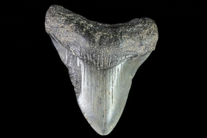 Juvenile Megalodon Tooth - Georgia #75423